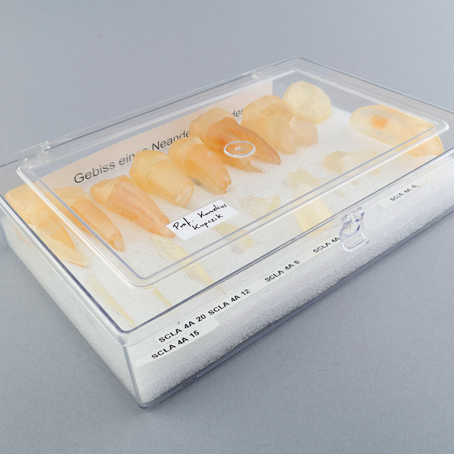 Réplicas de dientes de Neandertal 4X para docencia.