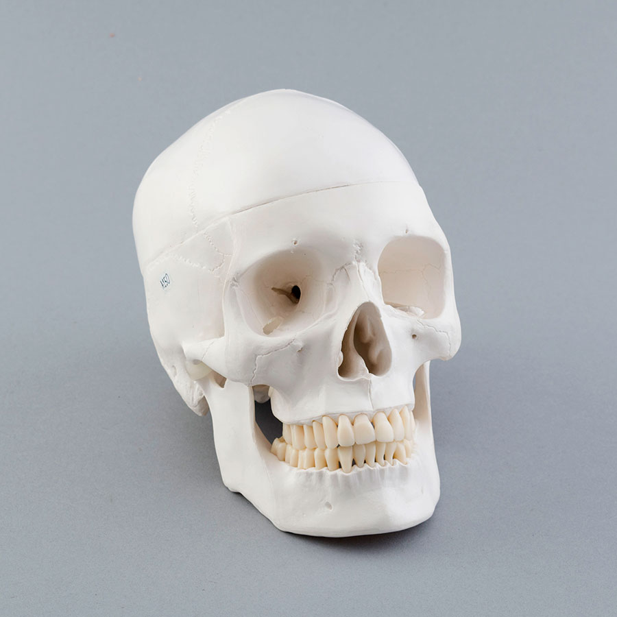 Réplica de craneo de homo sapiens para docencia de Antropología Física.